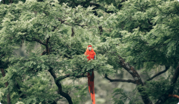 Red parrot on tree